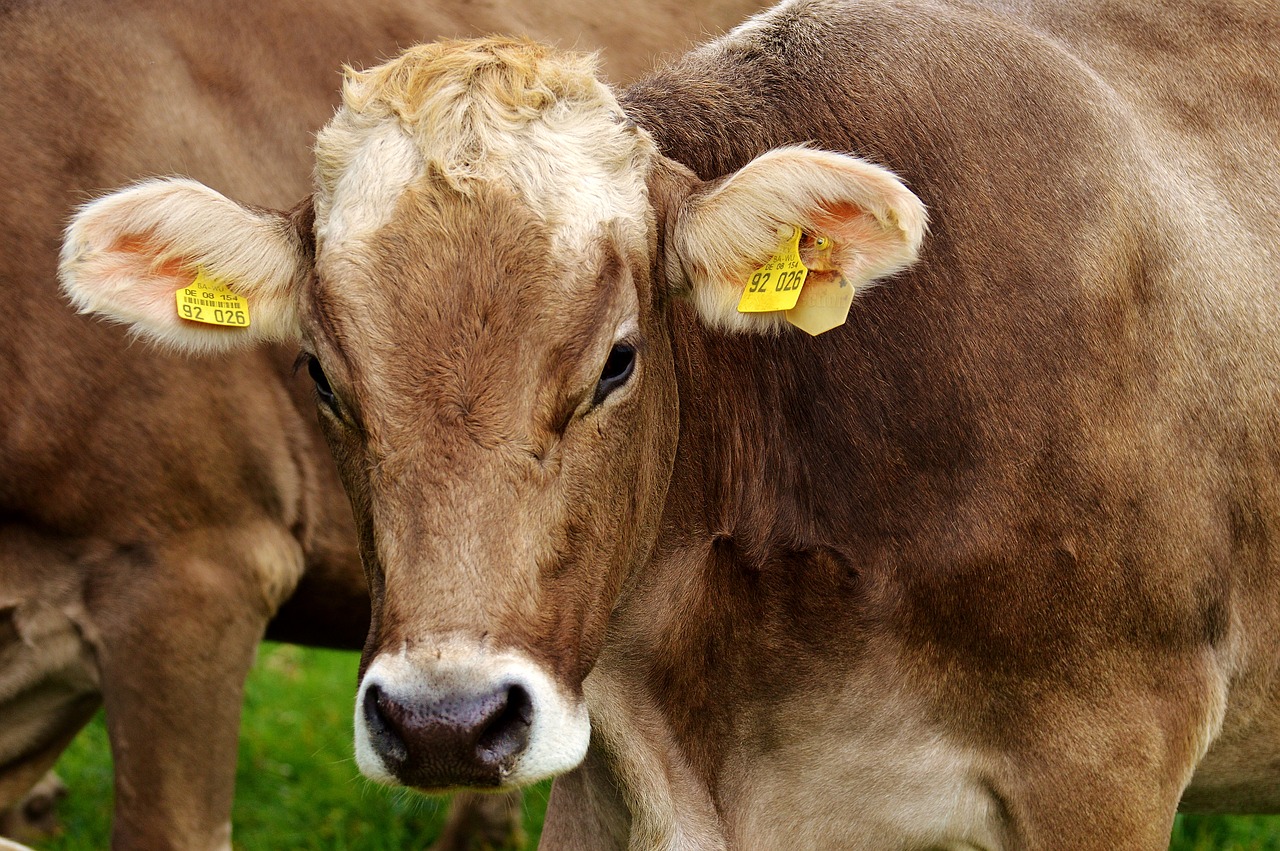 Młóto browarniane w granulacie – jak wpływa na hodowlę krów?