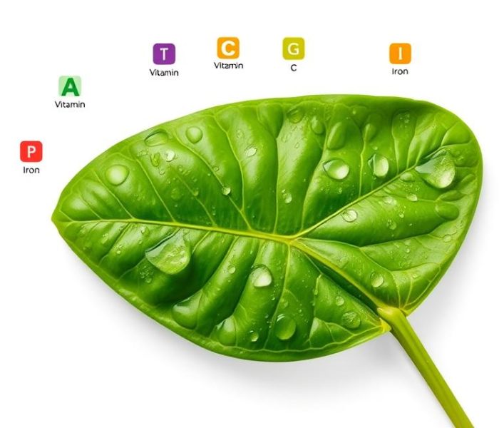 Szpinak: właściwości zdrowotne, witaminy i przeciwwskazania